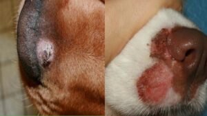 Types of dog skin diseases with pictures