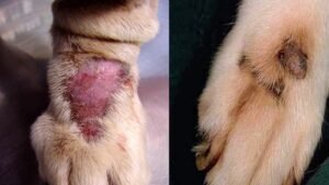 Types of dog skin diseases with pictures