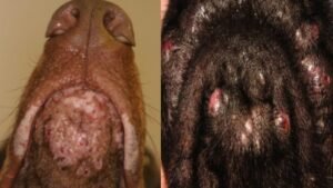 Types of dog skin diseases with pictures