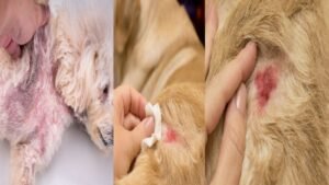 Types of dog skin diseases with pictures