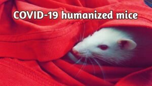          covid 19 humanized mice 